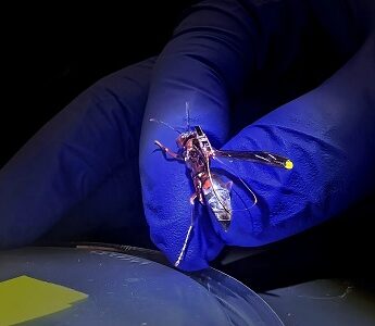 close up of a gloved hand holding a live wasp with a miniature circuit board on its back
